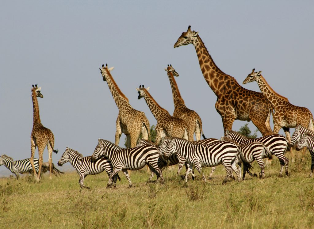 3 Days Masai Mara Group Joining Safari : The Best Value 6 heather m edwards taC5veAcyiA unsplash