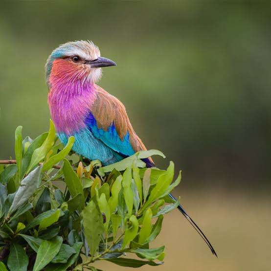 bird captured during the Kenya Safari Holidays