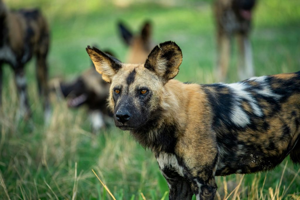 An African Hyena at the 7-Days Samburu Masai Mara Safari