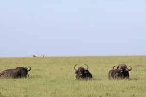 4-Days Best Amboseli Safari | Tsavo West 2 Grazing Buffalos at the 4-Day Amboseli and Tsavo West Safari
