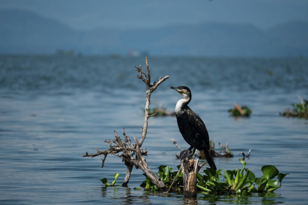 Bird standing in water during Antelope in the wild