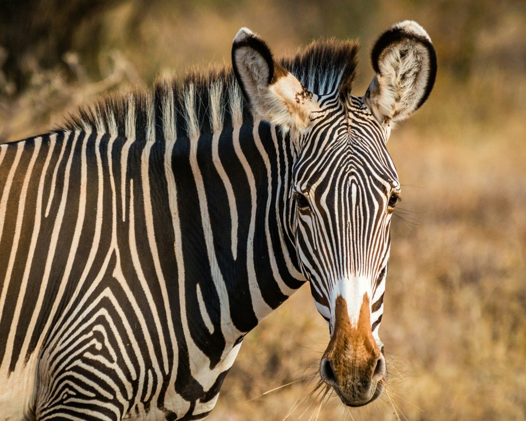 2-Days Best Tsavo West Safari | Tsavo East 4 a zebra during the 2-Day Tsavo West and Tsavo East Safari