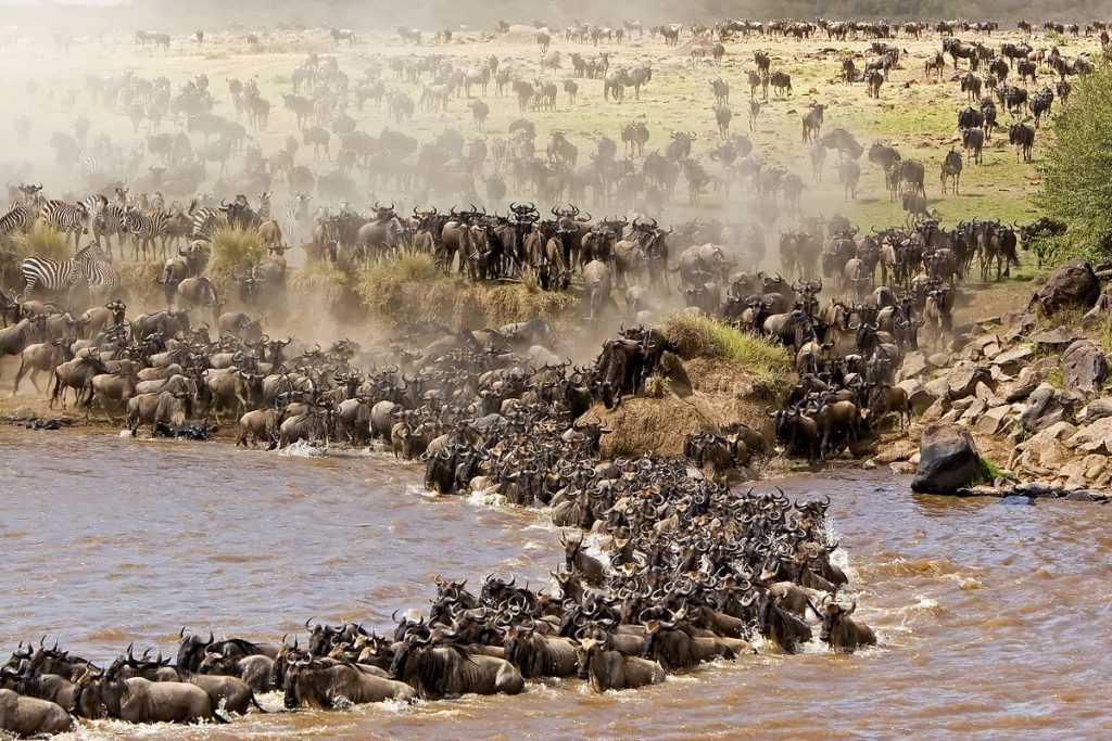 Masai Mara: Your Ultimate Wildlife Safari Adventure 2026 6 Great migration herds during the Wildlife Safari Adventure with Kairi Travels