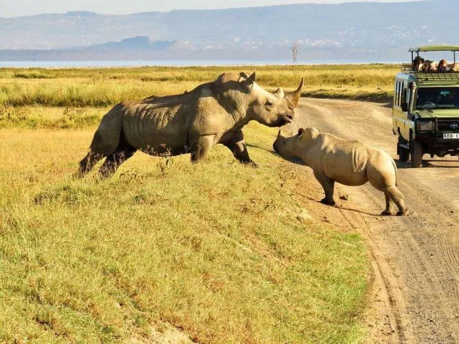 white Rhinos in Tsavo National Park