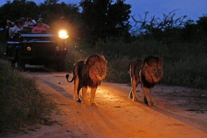 	Lions on game drive during 2-day Masai Mara safari