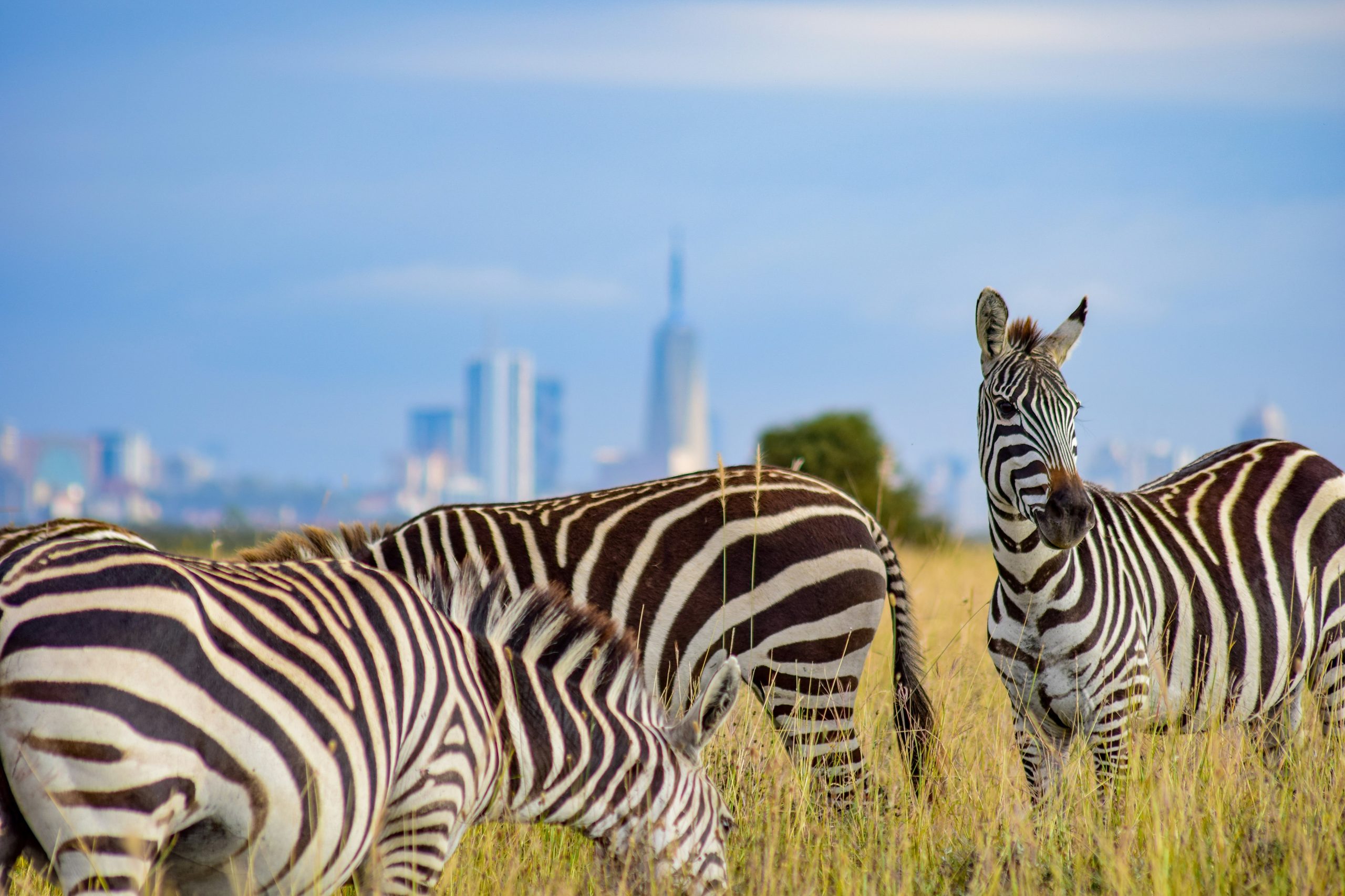 Kenya Safari Holidays