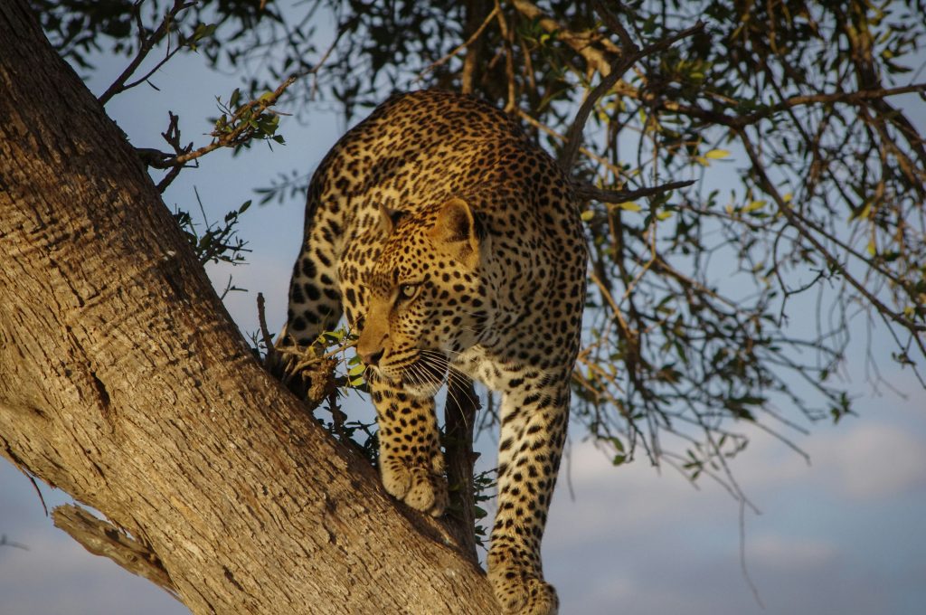 Masai Mara: Your Ultimate Wildlife Safari Adventure 2026 2 hidde rensink Erzyy3Gy2LU unsplash