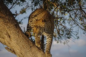 Leopard at the Masai Mara safari adventure 2026 Safari