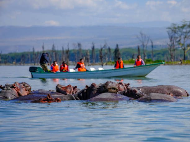 Wildlife Safari Adventure at the 3-days Arusha Lake Manyara safari