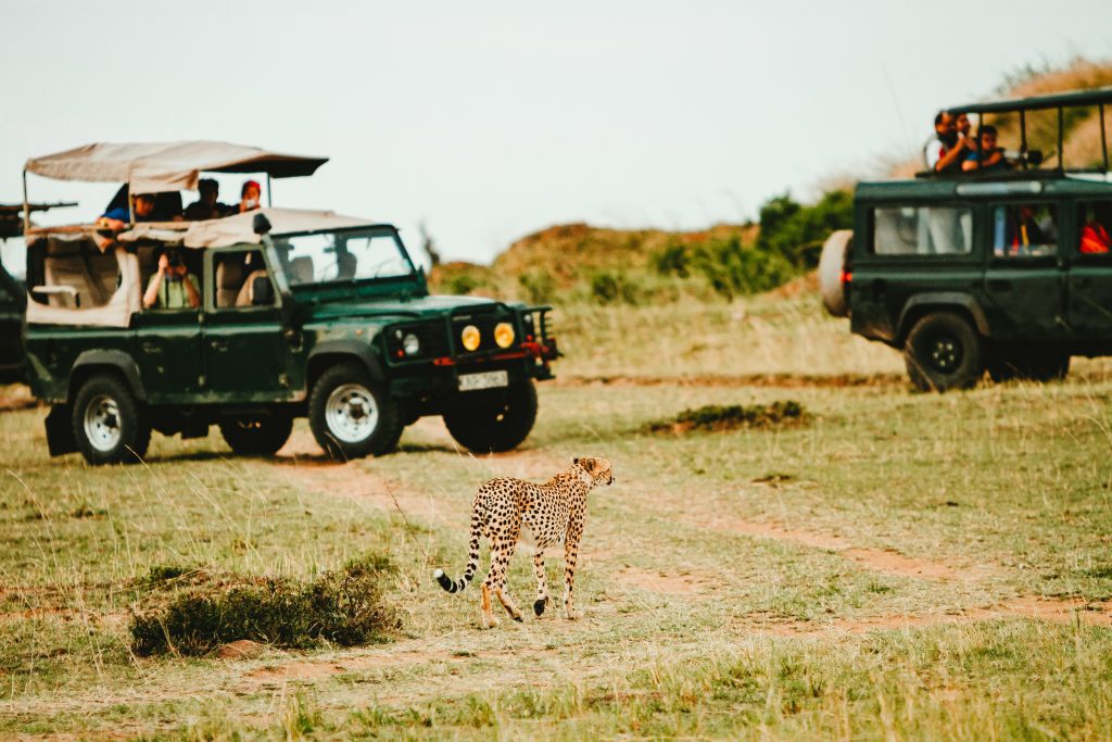 Budget safari Kenya