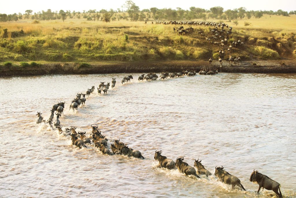 The great migration of the wildebeest at the mara river 