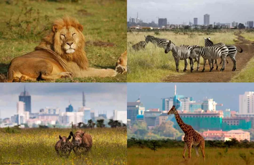 Wildlife Safari Adventure