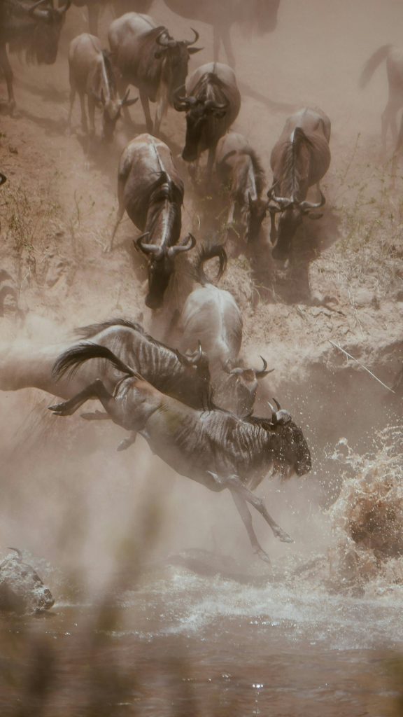Wildebeest during The Great Migration