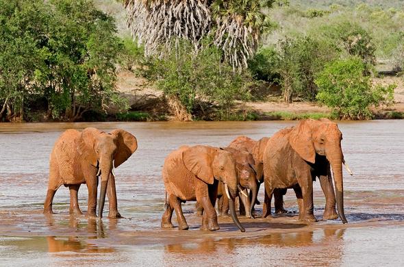 Wildlife Safari Adventure