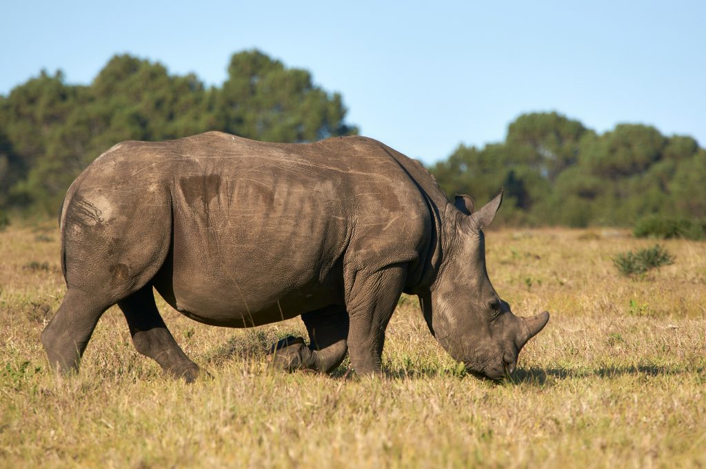 Rhino grazing in Masai Mara and Lake Nakuru safari, under open skies
