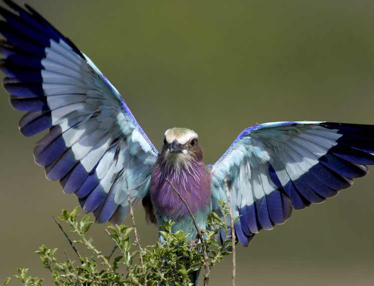 Bird spotted during a Best Spots for Birdwatching in Kenya