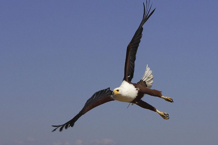 Wildlife Safari Adventure at the Best Spots for Birdwatching in Kenya