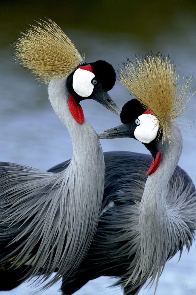 Birds in the wild during Kenya Safari Holidays
