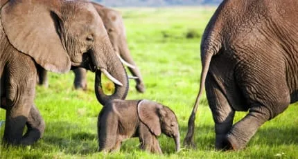 Elephants spotted during Masai Mara Group Joining Safari