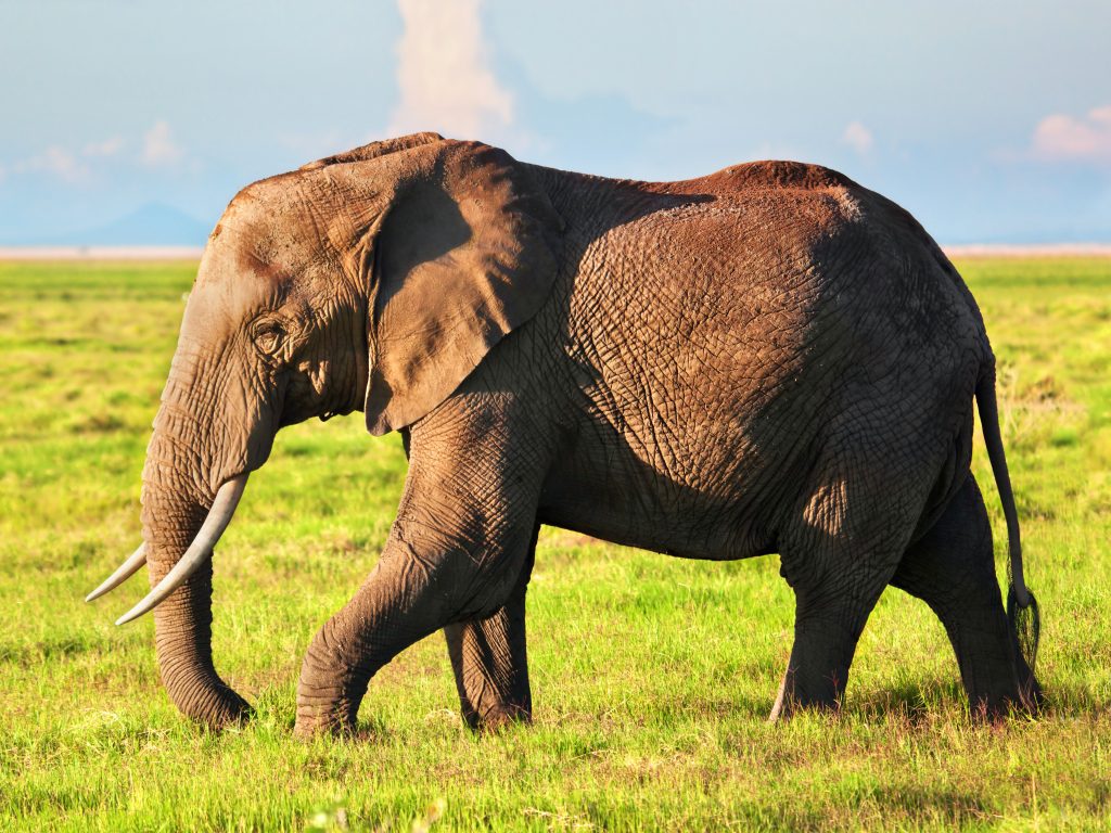 African elephant grazing on Kenya Safari Holidays