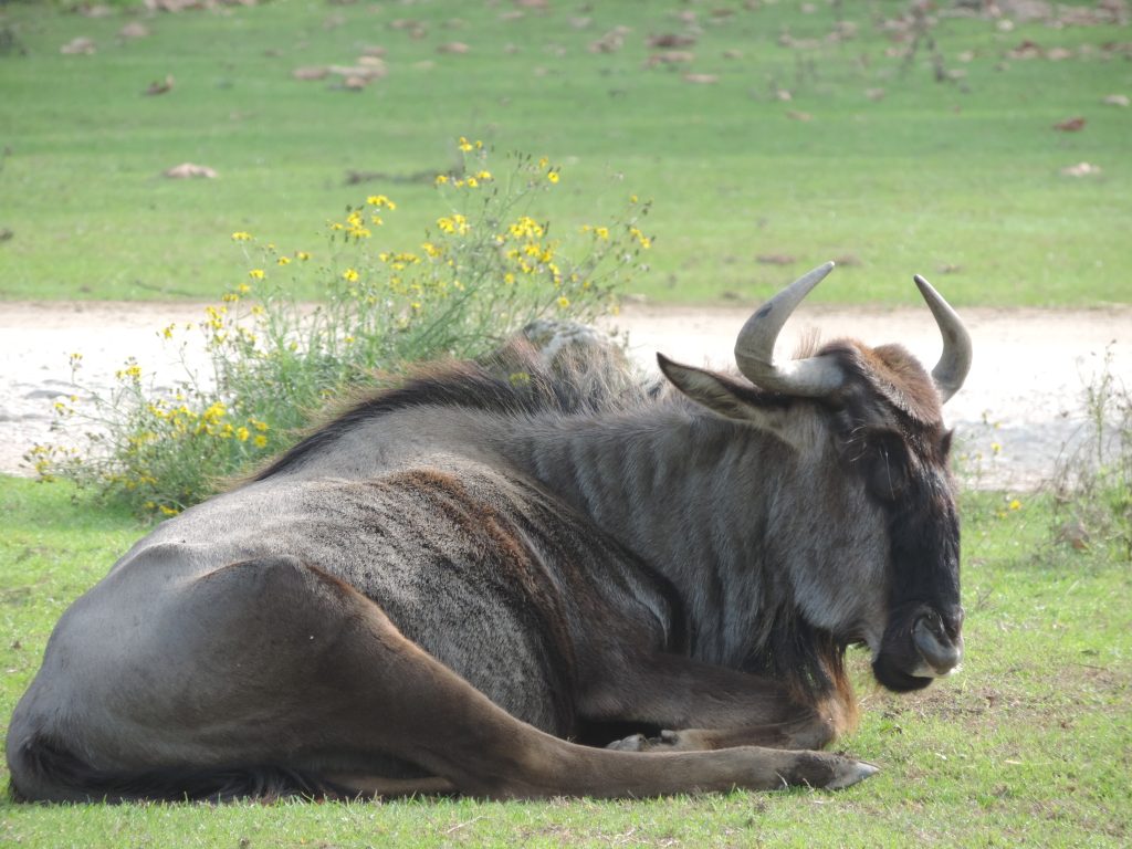 close-up shot of a wildebeest during the 4-Day Amboseli and Tsavo West Safari