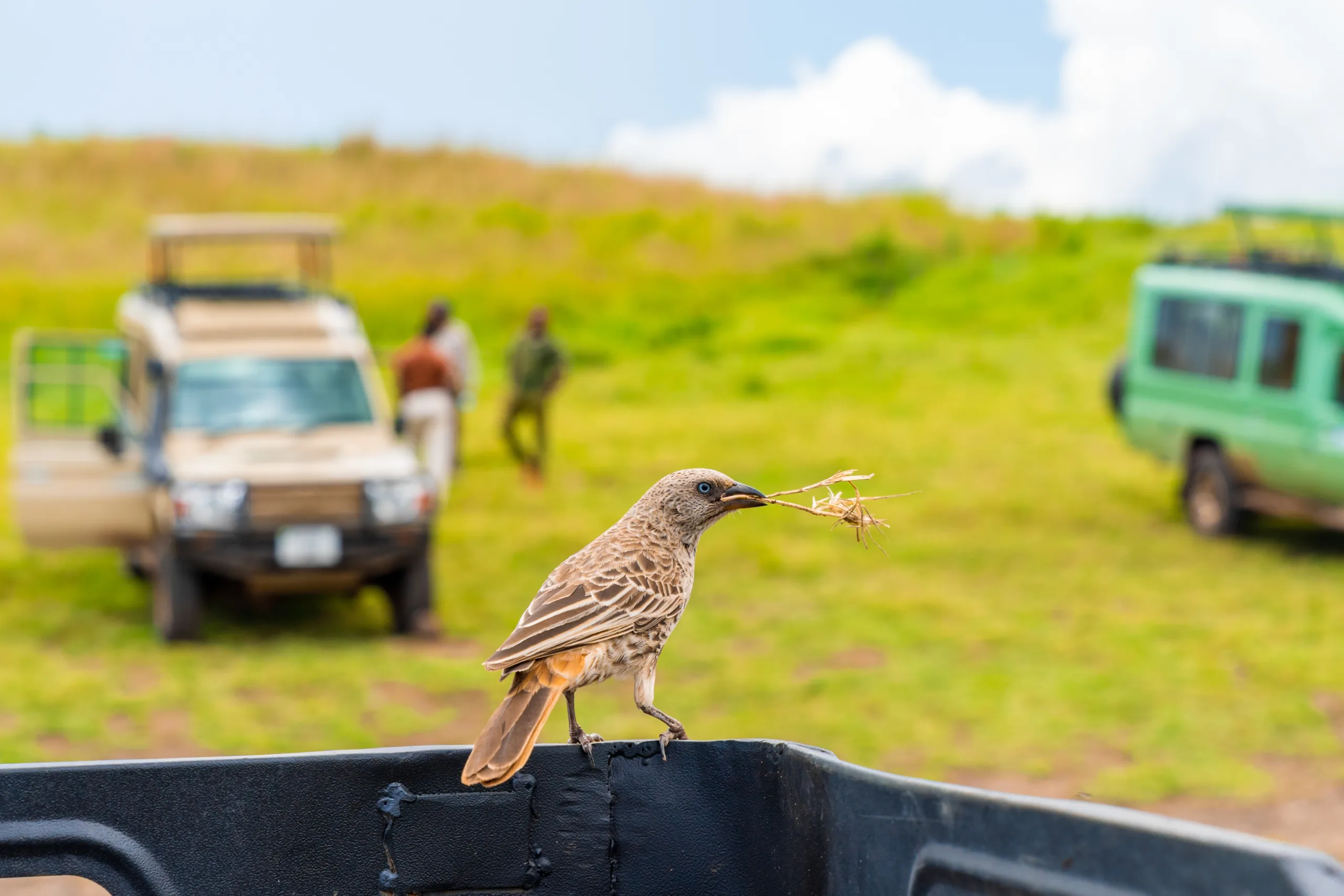 Birds at the Kenya Safari and Beach Holidays