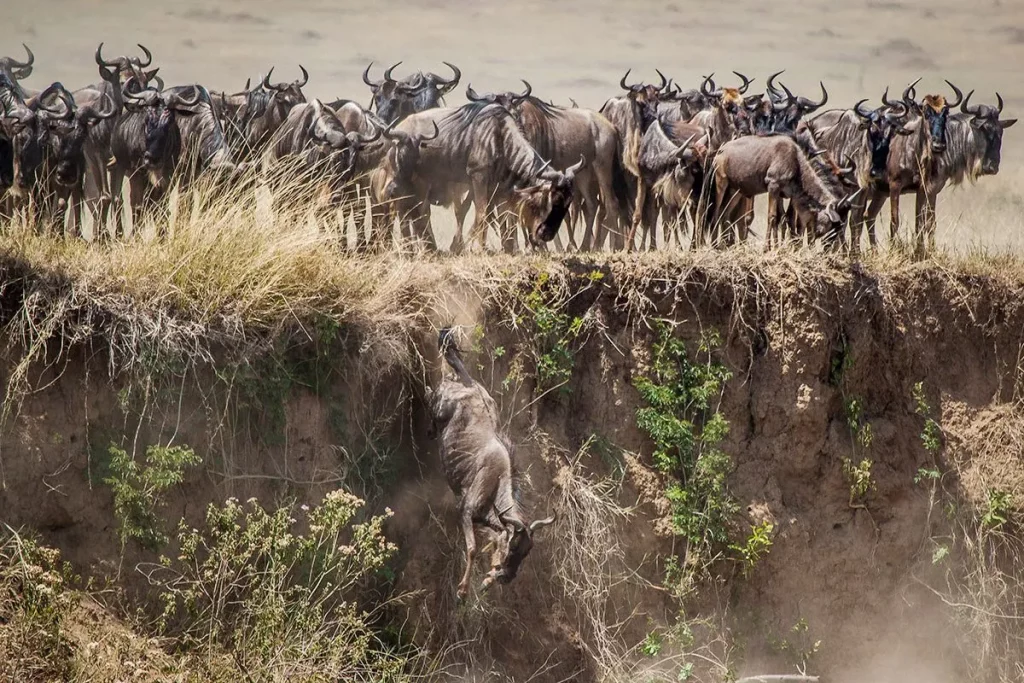 Wildebeest during the great migration Masai Mara Group Joining Safari Witness the Great Migration – a highlight of Kenya Safari Holidays wildlife safari adventure