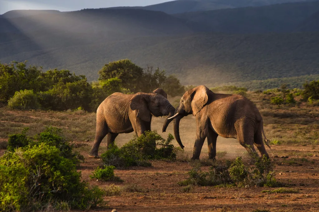 Elephants in Masai Mara Game Reserve during a Wildlife Safari Adventure with Kairi Travels