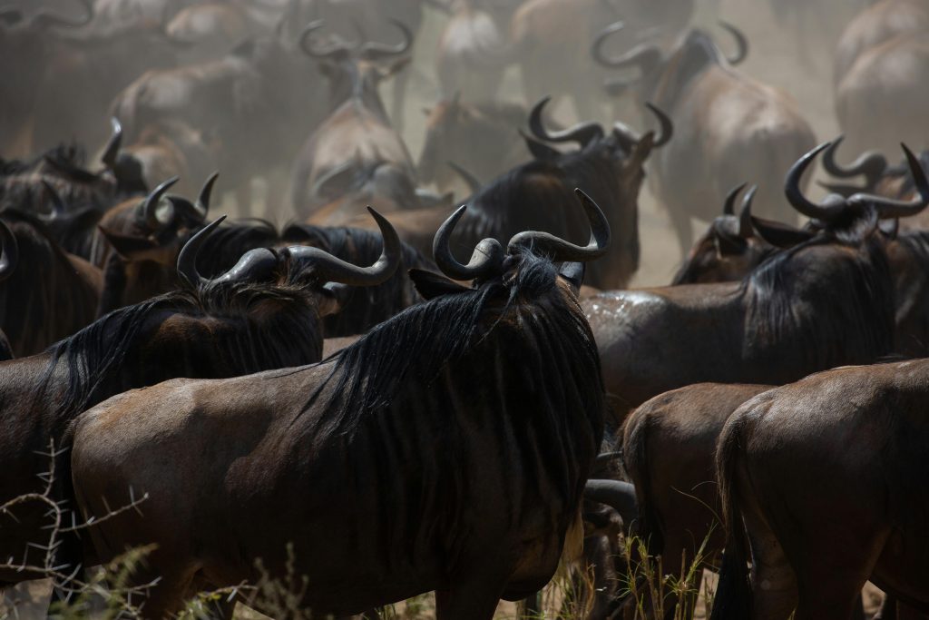 Wildebeest during the Great Migration in the Masai Mara Kenya Safari Holidays with Kairi Travels