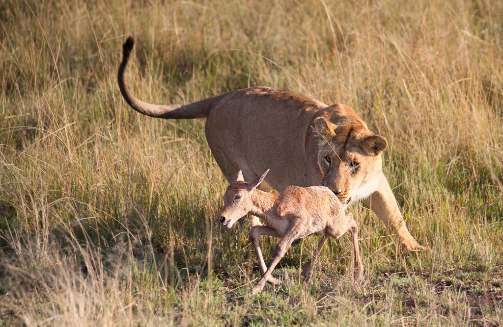 The Best 5-Days Samburu Masai Mara Ultimate Safari. 5 A lion on the hunt during the Great Migration in Masai Mara.