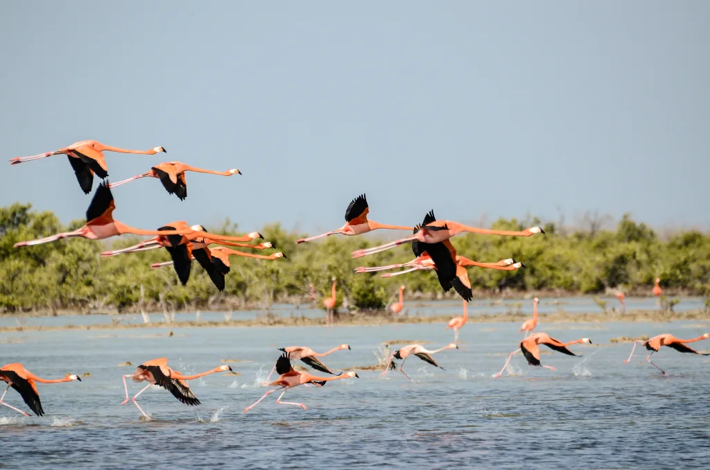 Pelicans flying over Lake Nakuru in Kenya Discover vibrant bird species on Kenya Safari Holidays with Kairi Travels.