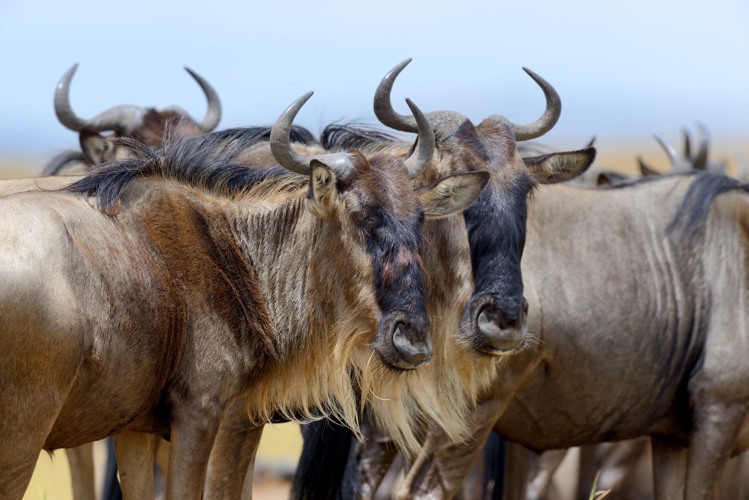 Great Migration