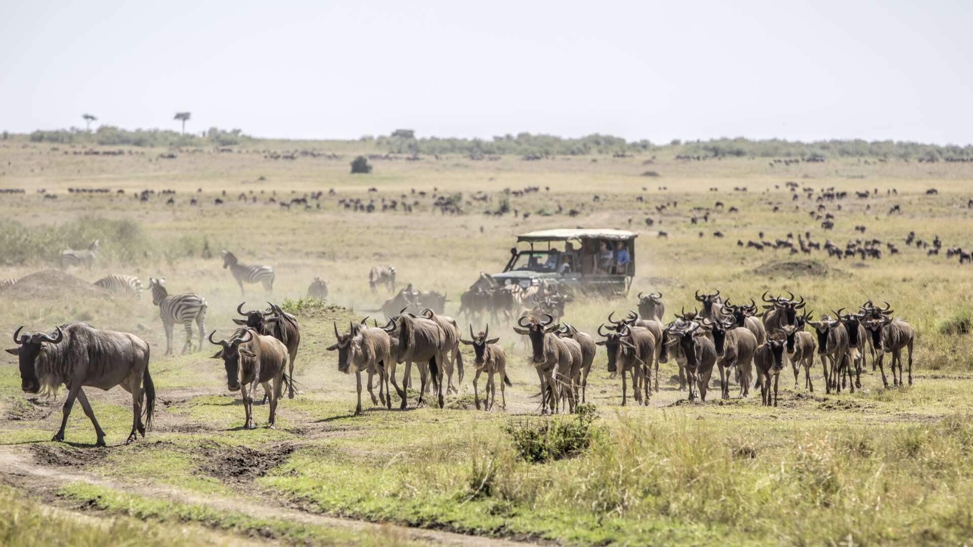 Great Migration with Kairi Travels