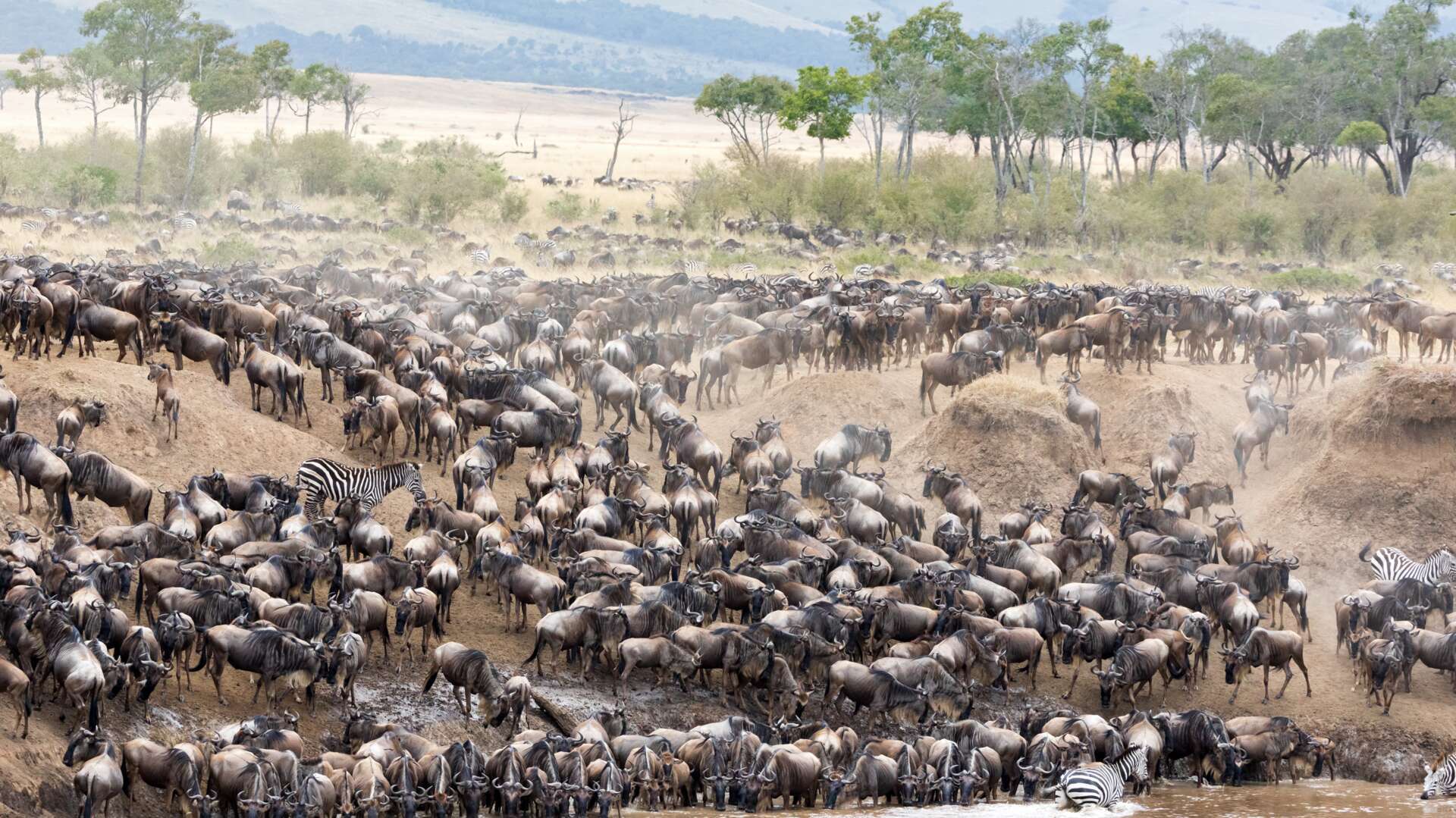 Great Migration Herds Midrange and 3 days Masai Mara safari in Kenya with Kairi Travels