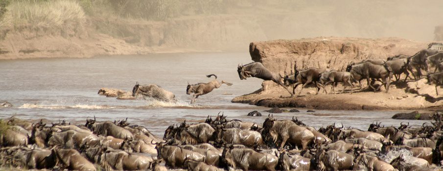 Great Migration Wildebeest 5 Days Budget Private Safari Masai Mara Kairi Travels