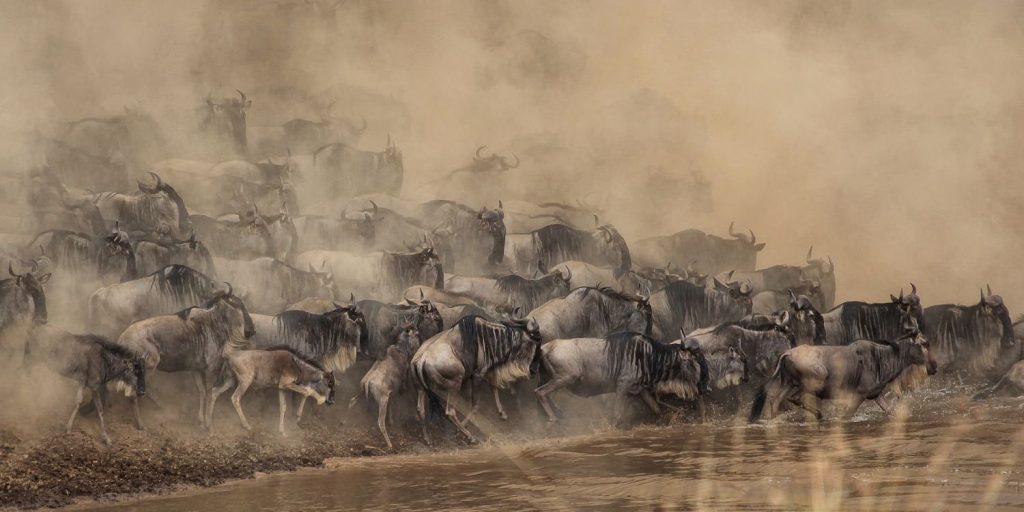 Great Migration 3 Days Masai Mara Safari with Kairi Travels