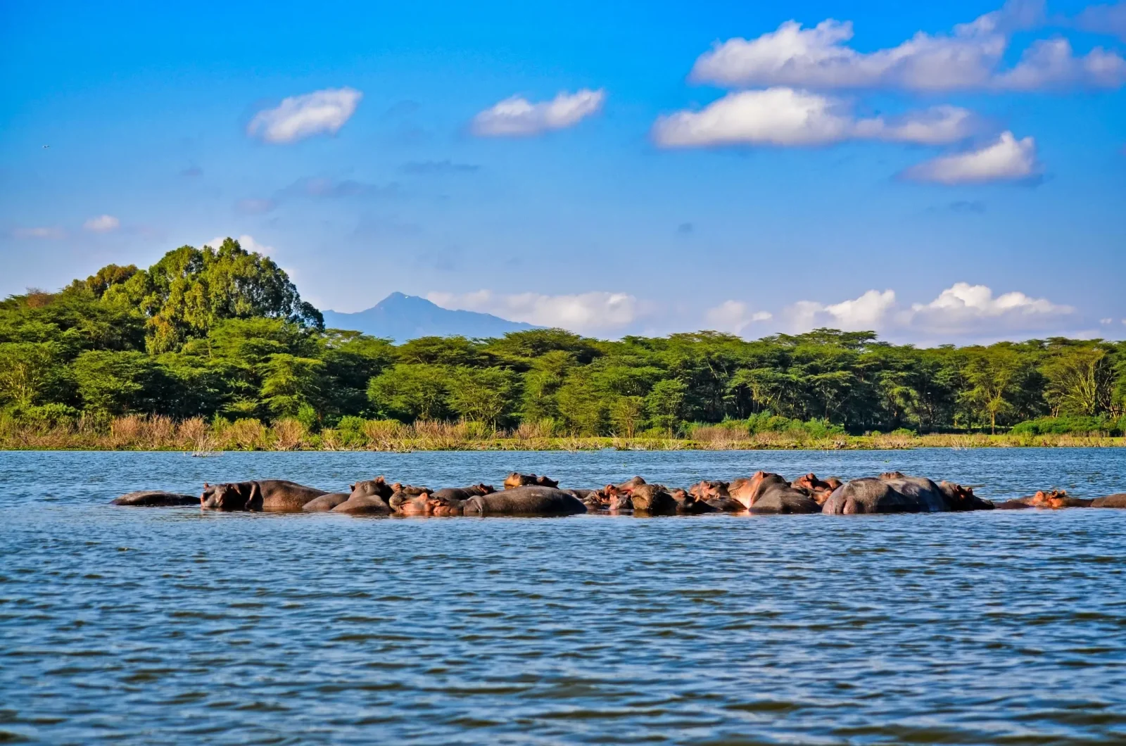 Hippos at lake Nakuru during a holiday safari with kairitravels
