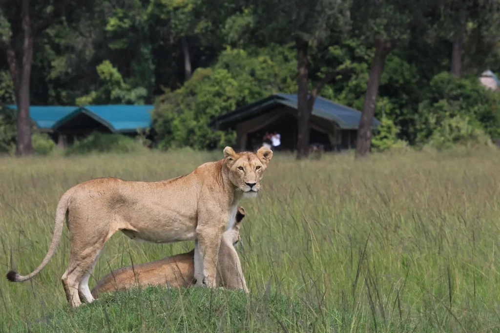 4-Day Kenya Mara Nakuru Fly-in Safari | Kenya Multi-Park Adventure 1 Lion in Masai Mara at the 4-day fly-in safari Kenya Mara Nakuru