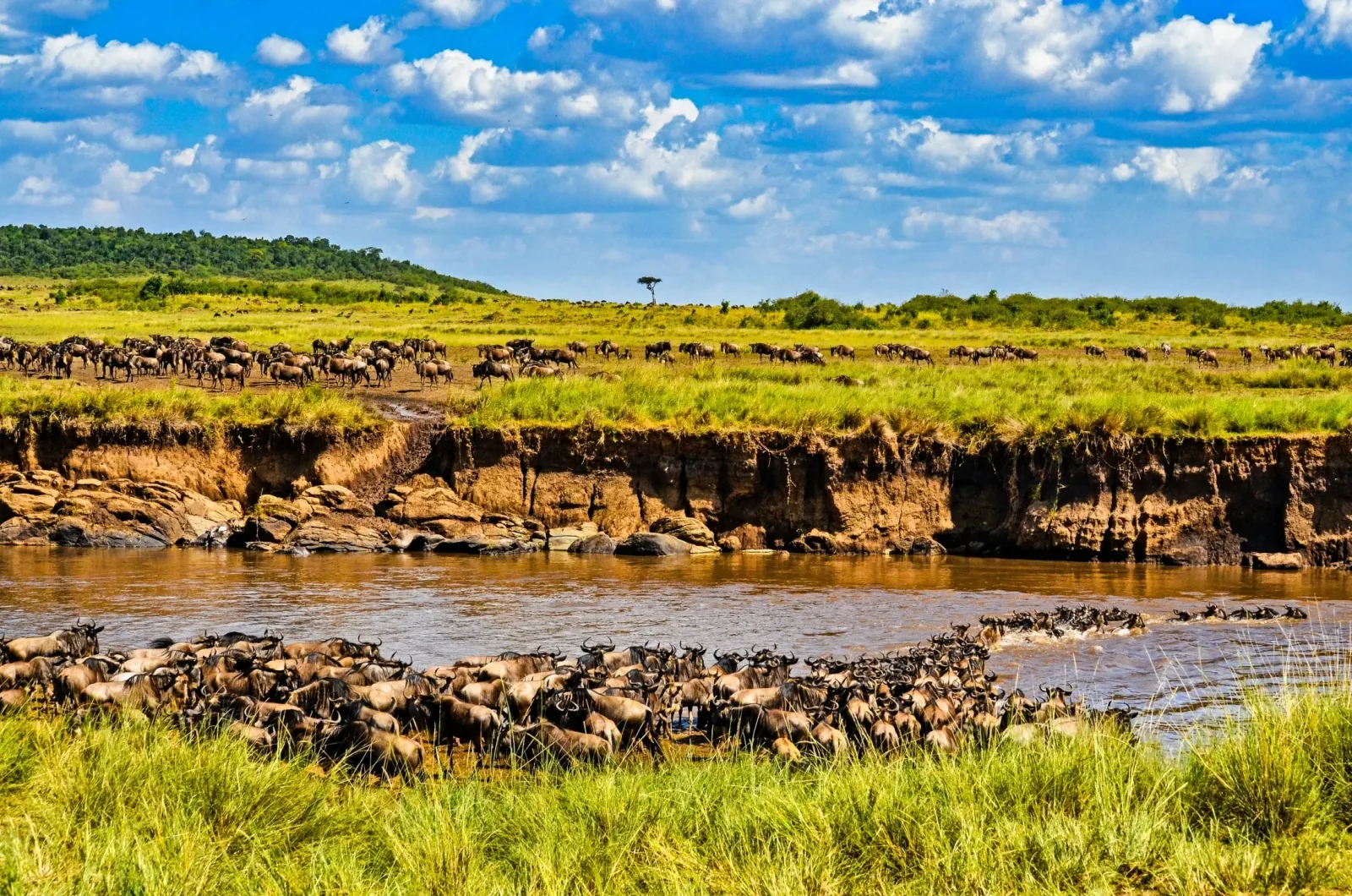 Wildebeest crossing Mara river