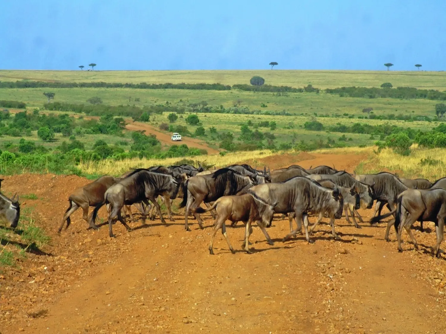 wildebeest migration kenya