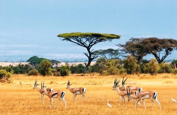 A small herd of gazelles standing on the golden savanna beneath an acacia tree during an affordable group safari Kenya tour