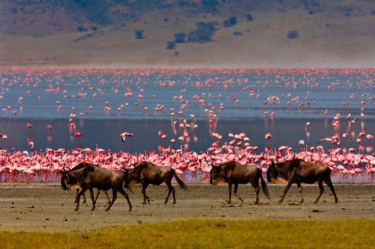 Wildebeest walking along a lake shoreline crowded with pink flamingos during an affordable group safari Kenya tour