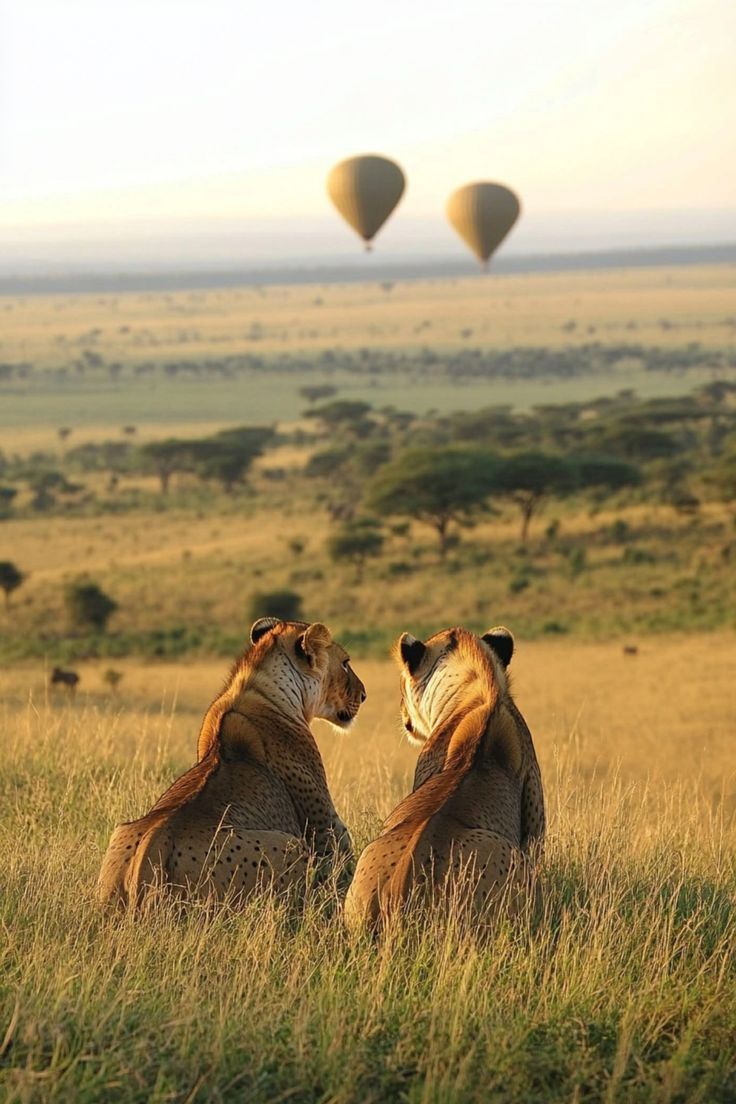 lions in the savannah