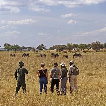 A group of tourists guided by an armed ranger on a walking trek watching elephants during a great wildebeest migration safari