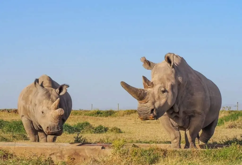 Ol Pejeta Conservancy