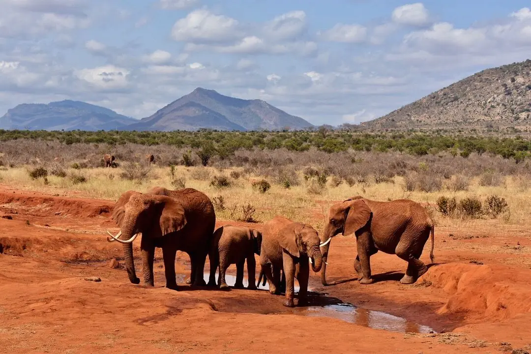 Elephants in the volcanic landscape of Tsavo West National Park, a destination on our Kenya big five safari packages