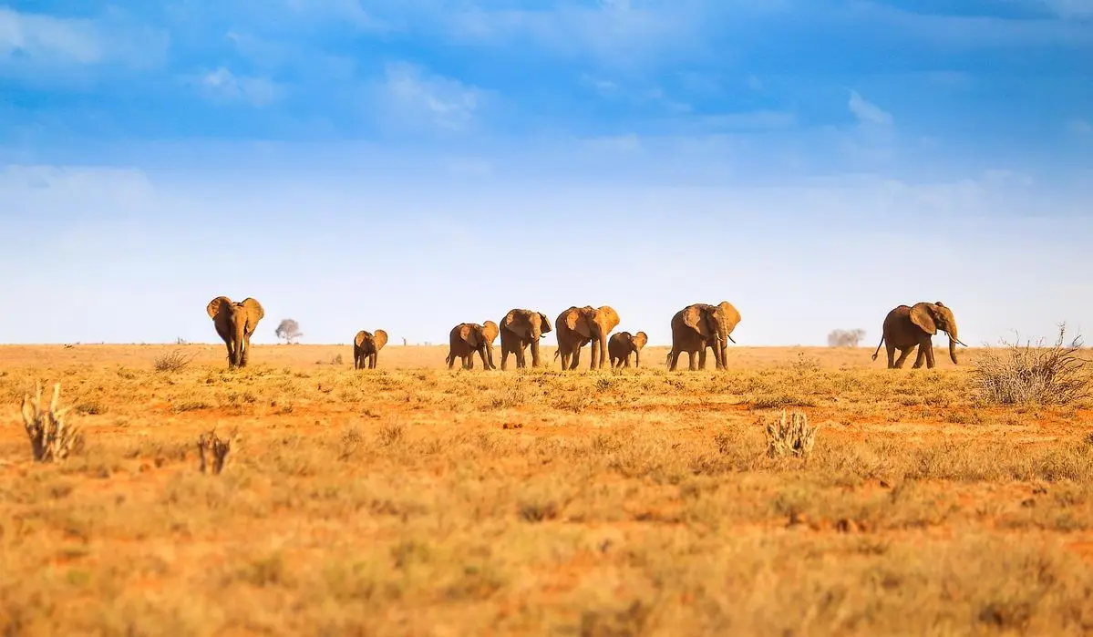 Tsavo east