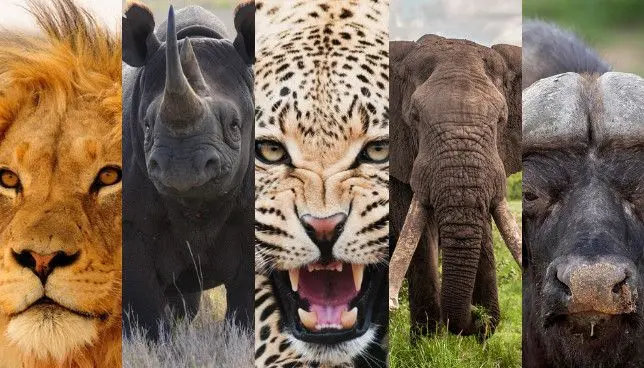 Collage of the lion, rhinoceros, leopard, elephant, and buffalo featured in our Kenya big five safari packages
