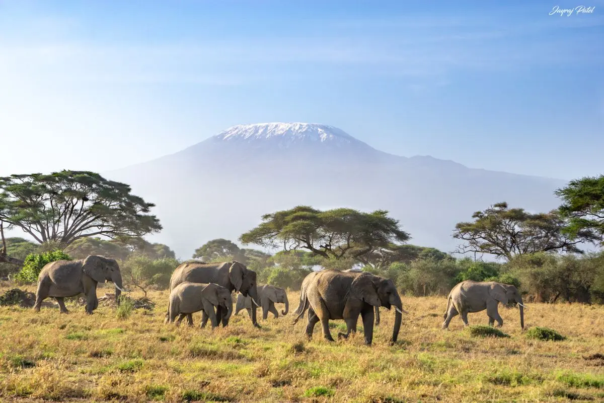 Elephants grazing in Amboseli National Park with Mount Kilimanjaro in the background, a highlight of our Kenya big five safari packages
