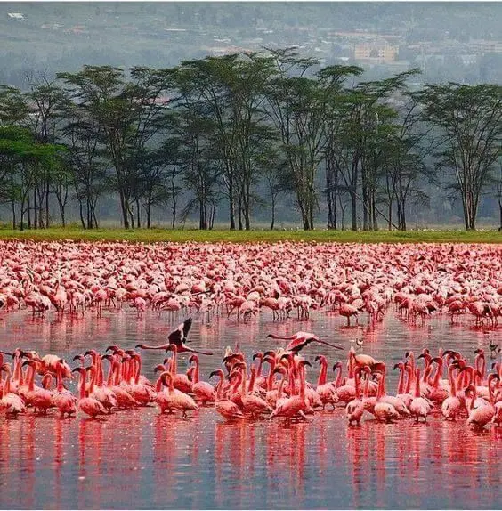 Thousands of pink flamingos wading in the water during a 4 days masai mara and lake nakuru safari in Kenya.